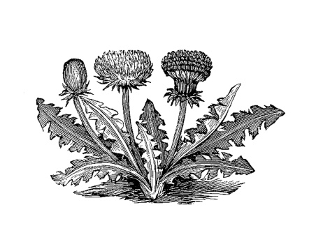 Vintage Botanical Graphic
